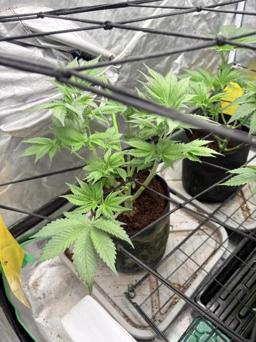 Strawberry Goji. Week 11 - This one also is 4 weeks behind and it doesn’t show sex yet