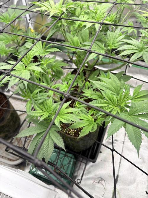 Strawberry Goji. Week 11