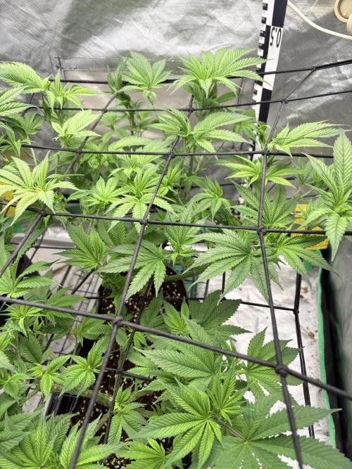 Strawberry Goji. Week 11