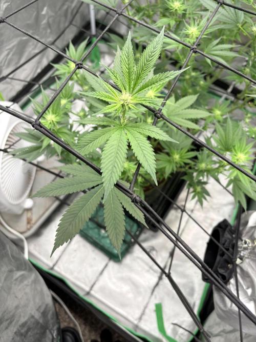 Strawberry Goji. Week 13 - Day 20 (#3)