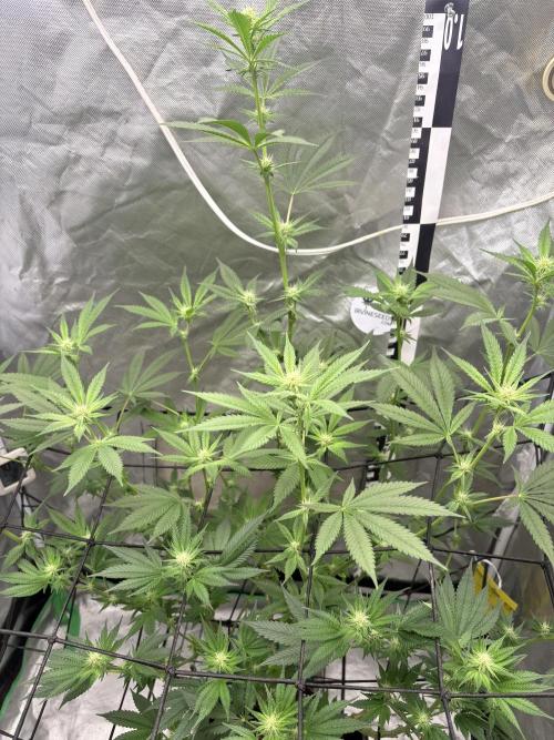 Strawberry Goji. Week 13 - Day 20 (#2)