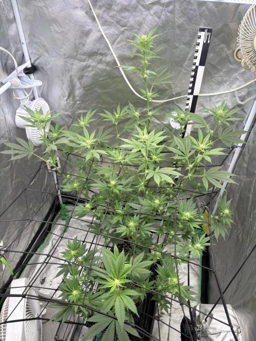 Strawberry Goji. Week 13 - Week 3
