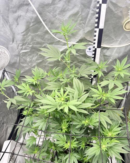 Strawberry Goji. Week 13 - Week 2 (#2)