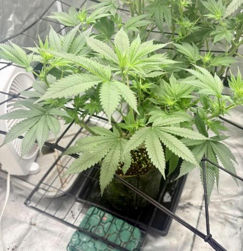 Strawberry Goji. Week 13 - Week 2 (#3)