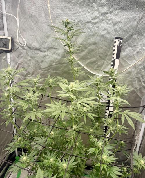Strawberry Goji. Week 14