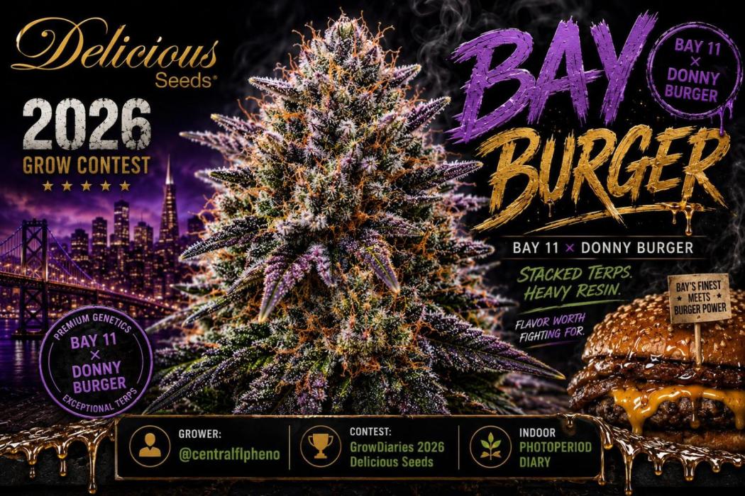 Bay Burger(Delicious Seeds Grow Contest). Week 0 - A cover photo I made 