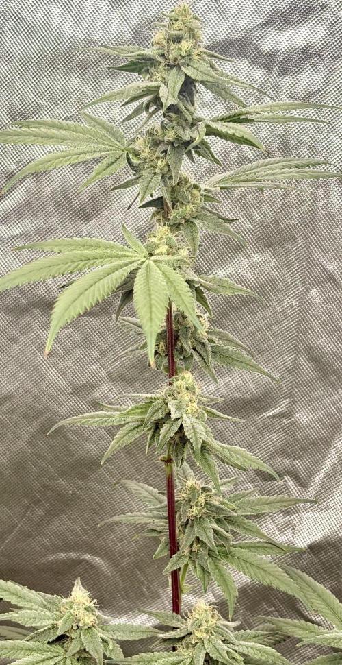 Strawberry Goji. Week 15