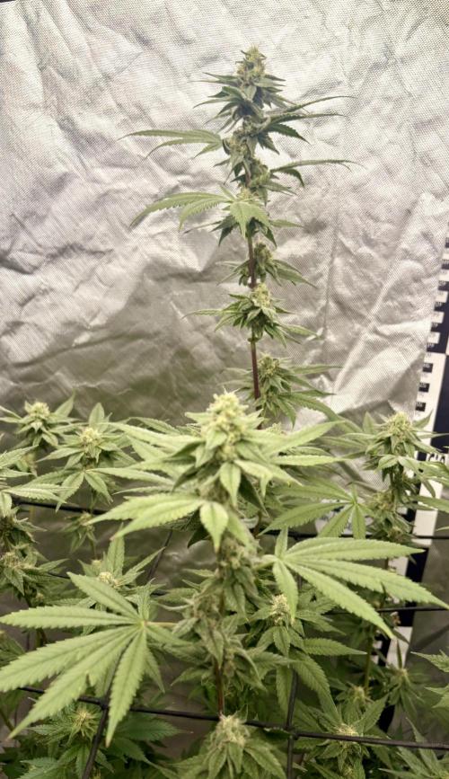 Strawberry Goji. Week 15