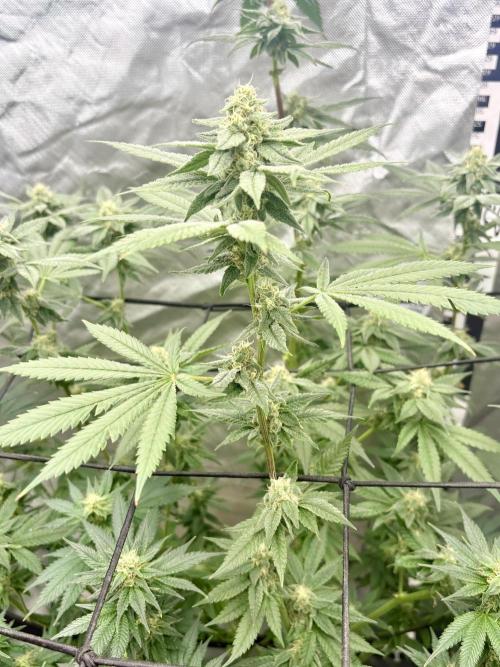 Strawberry Goji. Week 15