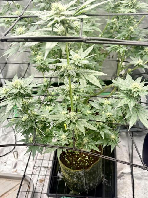 Strawberry Goji. Week 15 - This one is #3 I took a clone a while back and I’m going to run again by itself