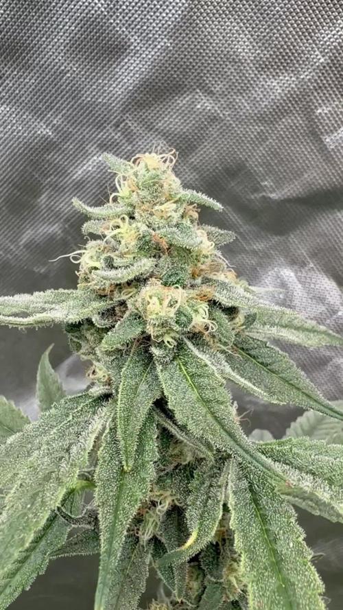 Strawberry Goji