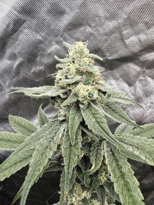 Strawberry Goji. Week 17