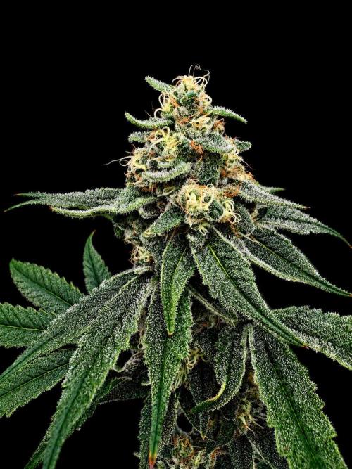 Strawberry Goji. Week 17