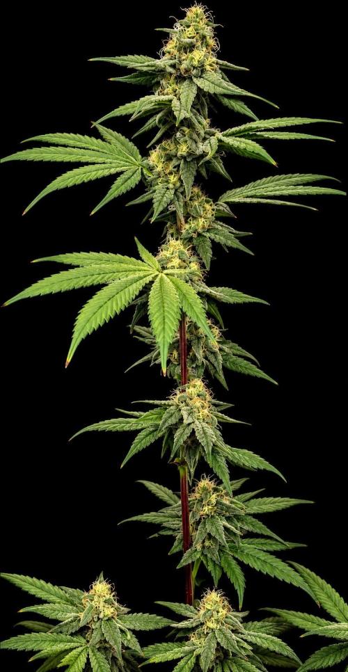 Strawberry Goji. Week 17