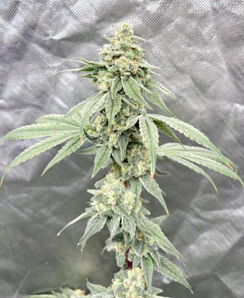 Strawberry Goji. Week 19 - This was day 42