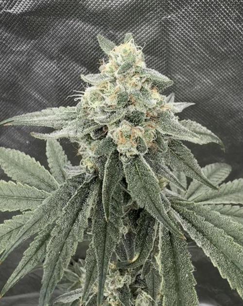 Strawberry Goji. Week 19