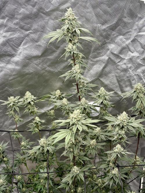 Strawberry Goji. Week 19