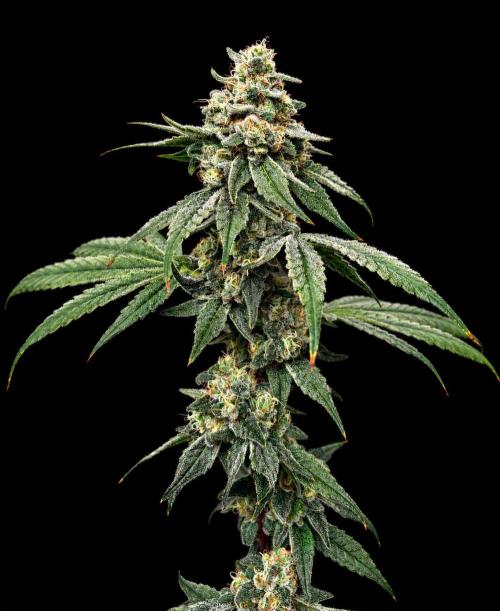 Strawberry Goji. Week 19 - 🤯