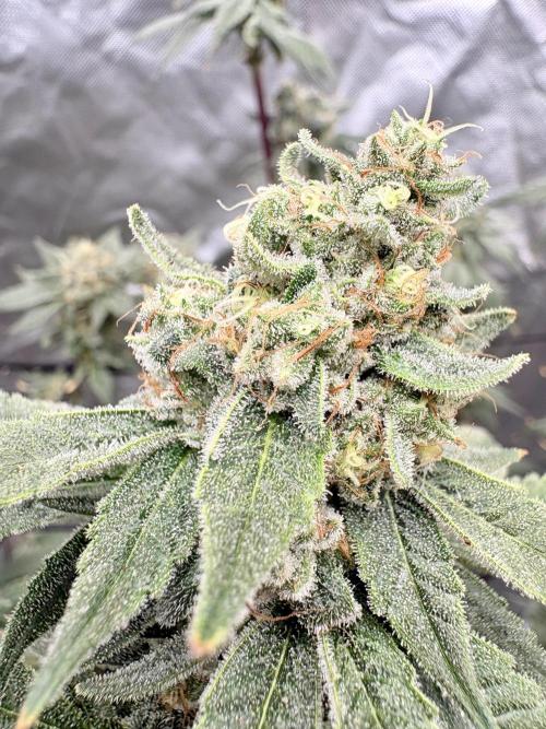 Strawberry Goji. Week 19 - She’s frosty