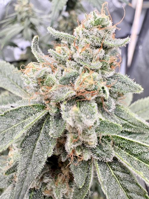 Strawberry Goji. Week 19 - ⛽️💨🍓