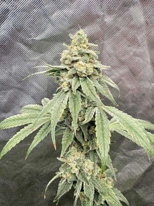Strawberry Goji. Week 19