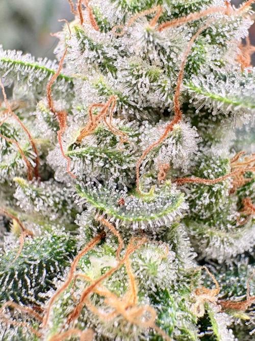 Strawberry Goji. Week 19 - Frosty