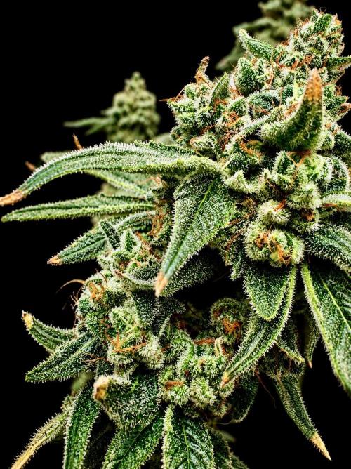 Strawberry Goji. Week 20