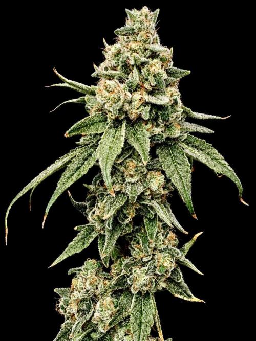 Strawberry Goji. Week 20 - She’s beautiful 😍