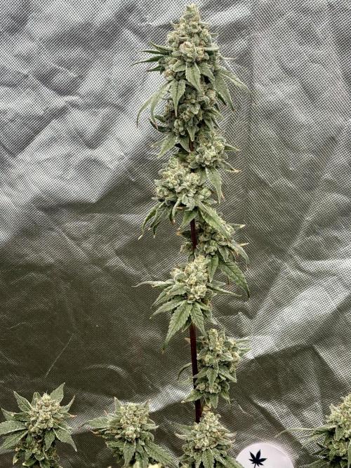 Strawberry Goji. Week 20