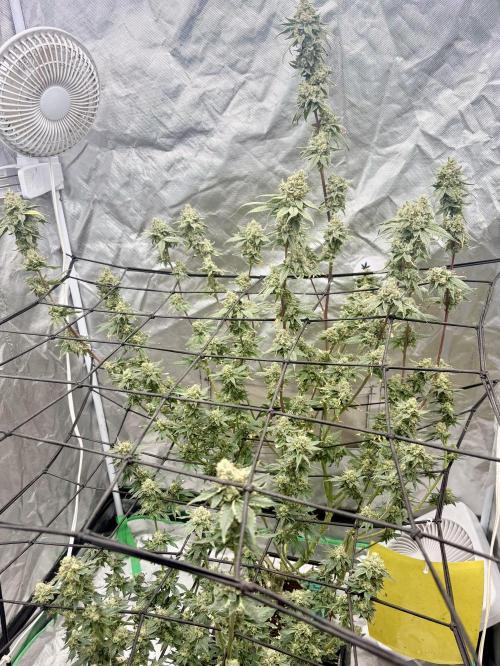 Strawberry Goji. Week 20