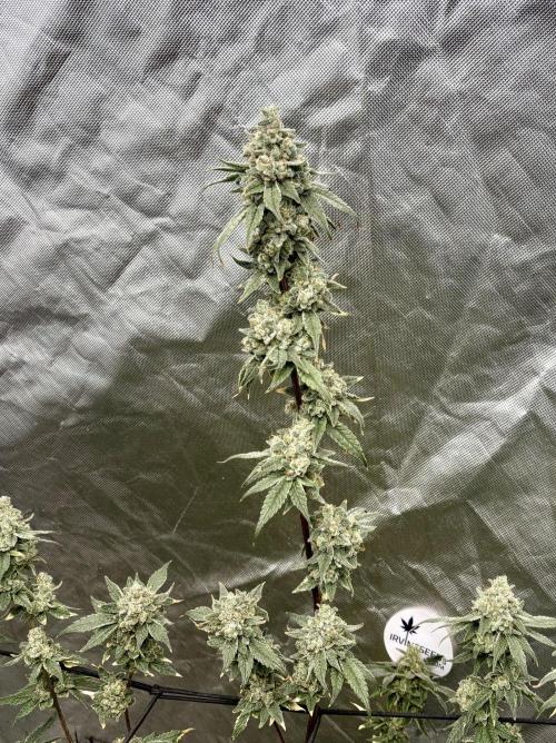 Strawberry Goji. Week 20