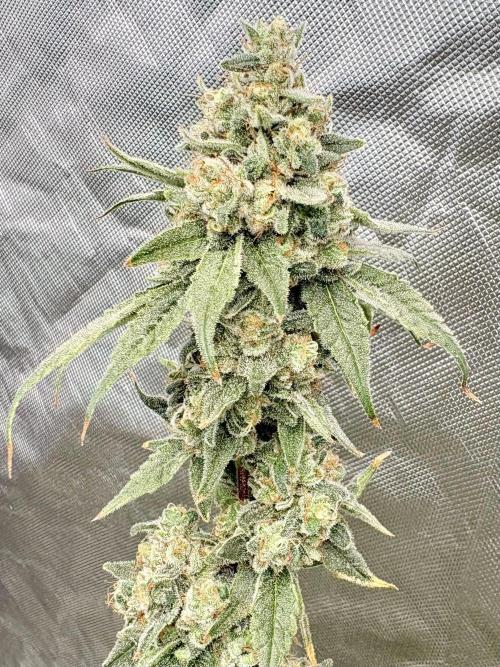 Strawberry Goji. Week 20 - I believe this was Day 50
