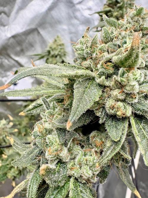Strawberry Goji. Week 20