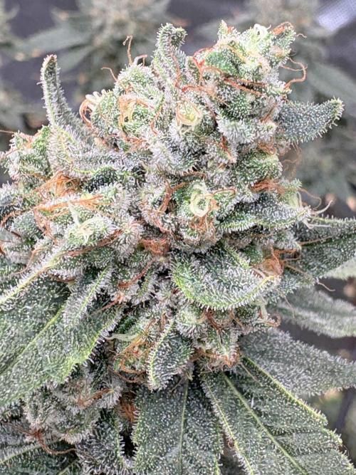 Strawberry Goji. Week 20