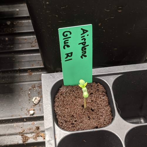 Fingers - ETHOS Airplane Glue R1. Week 1