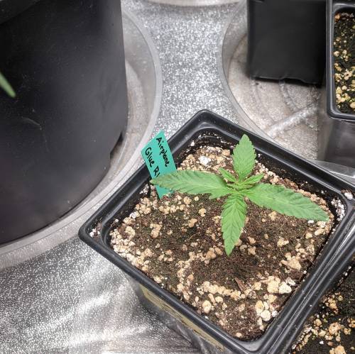 Fingers - ETHOS Airplane Glue R1. Week 2 - Day 9