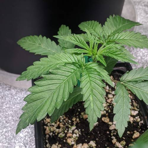 Fingers - ETHOS Airplane Glue R1. Week 3 - Day 17