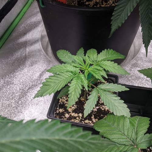 Fingers - ETHOS Airplane Glue R1. Week 3 - Day 17