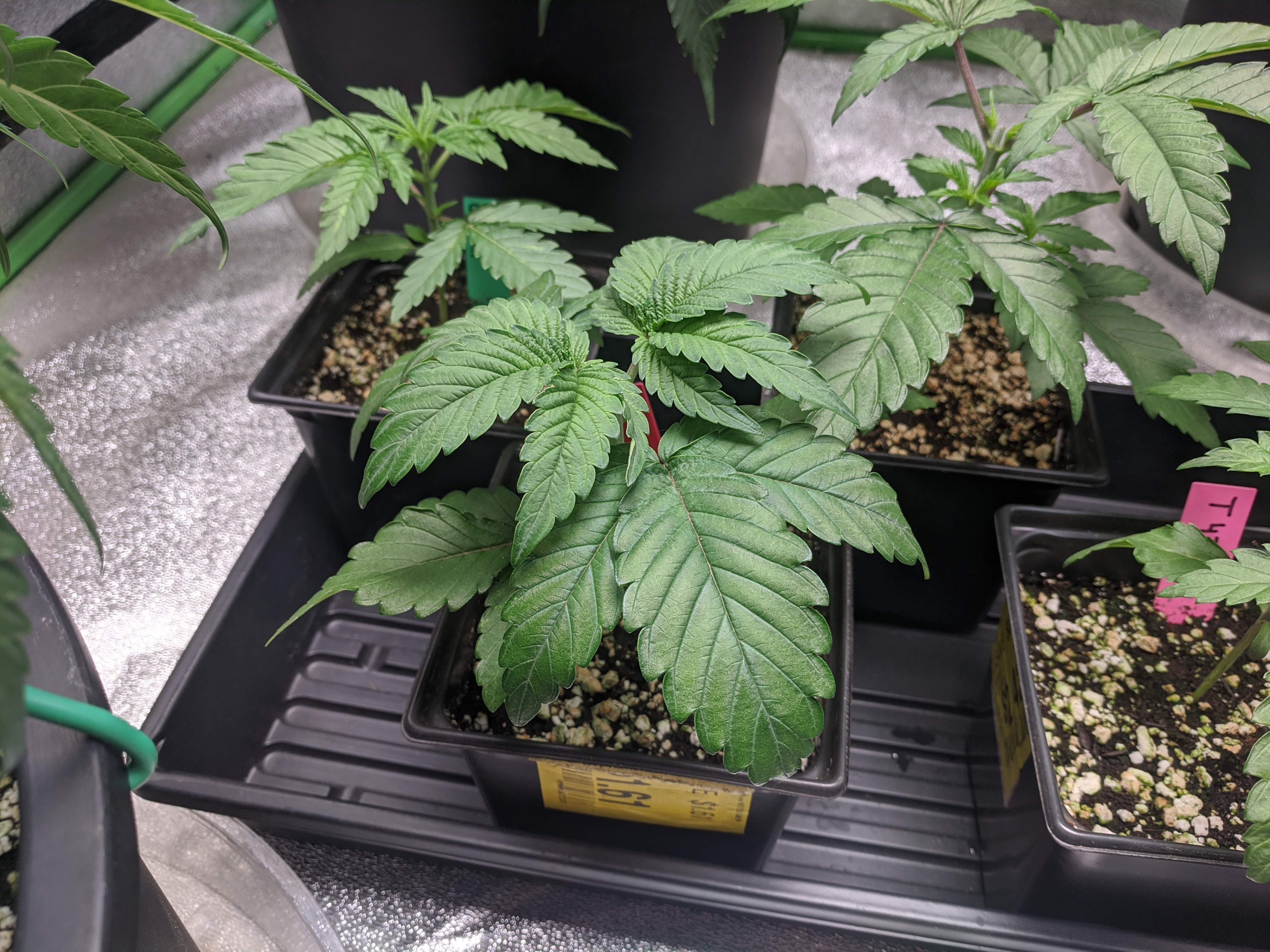 ETHOS Cherry Garseeya R1 grow diary (journal) week4 by
