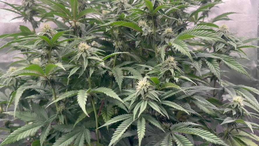 My Last Grow 