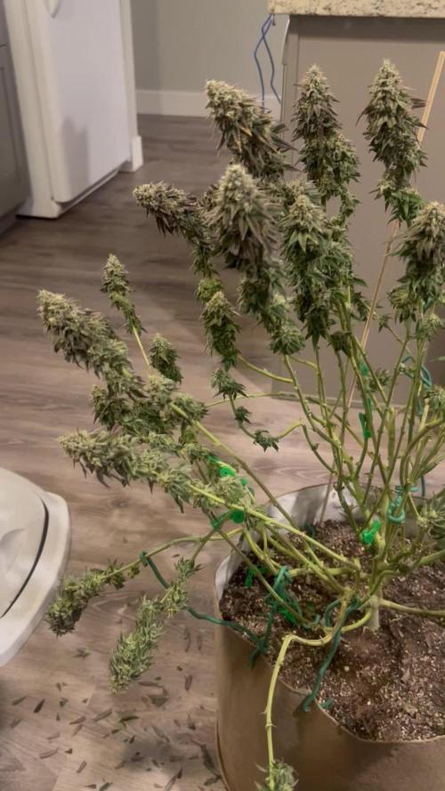 My Last Grow 