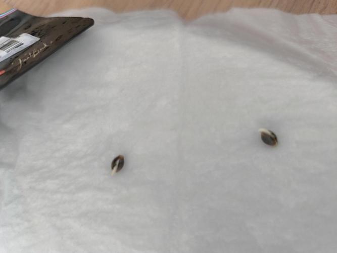 Pineapple express/ Bruce banner 2K26. Week 0