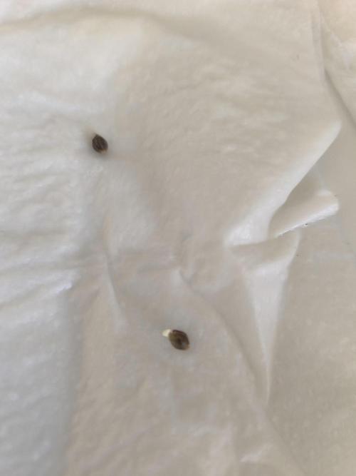 Pineapple express/ Bruce banner 2K26. Week 0