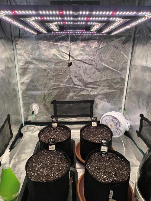 Pineapple express/ Bruce banner 2K26. Week 0