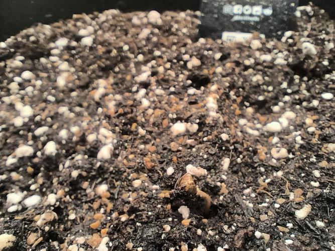 Pineapple express/ Bruce banner 2K26. Week 0