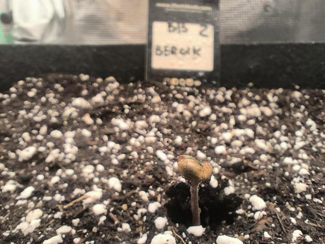 Pineapple express/ Bruce banner 2K26. Week 0