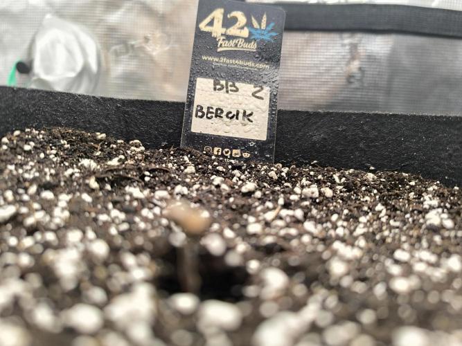 Pineapple express/ Bruce banner 2K26. Week 0