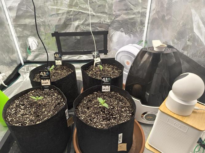 Pineapple express/ Bruce banner 2K26. Week 1 - #7