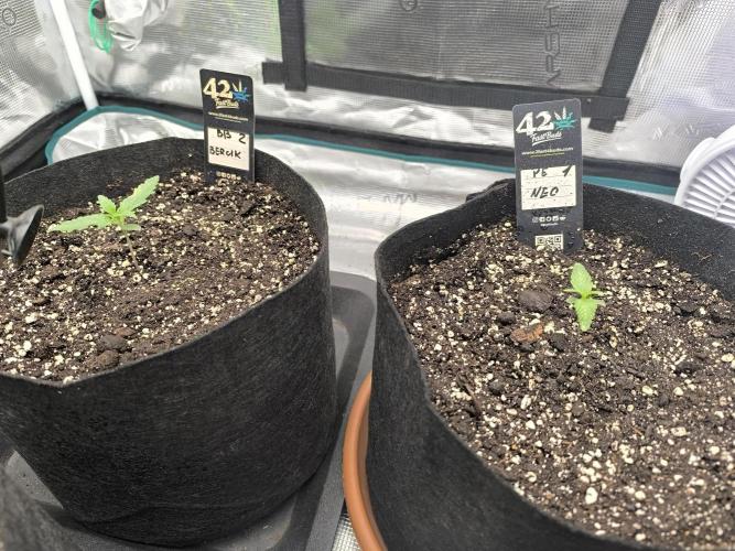 Pineapple express/ Bruce banner 2K26. Week 1 - #7