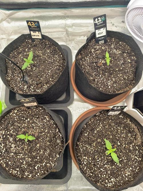 Pineapple express/ Bruce banner 2K26. Week 1 - #7